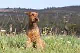 AIREDALE TERRIER 183